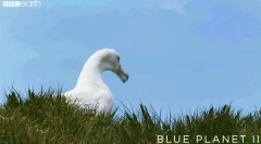 Albatross - pták vytvořil stoupat
